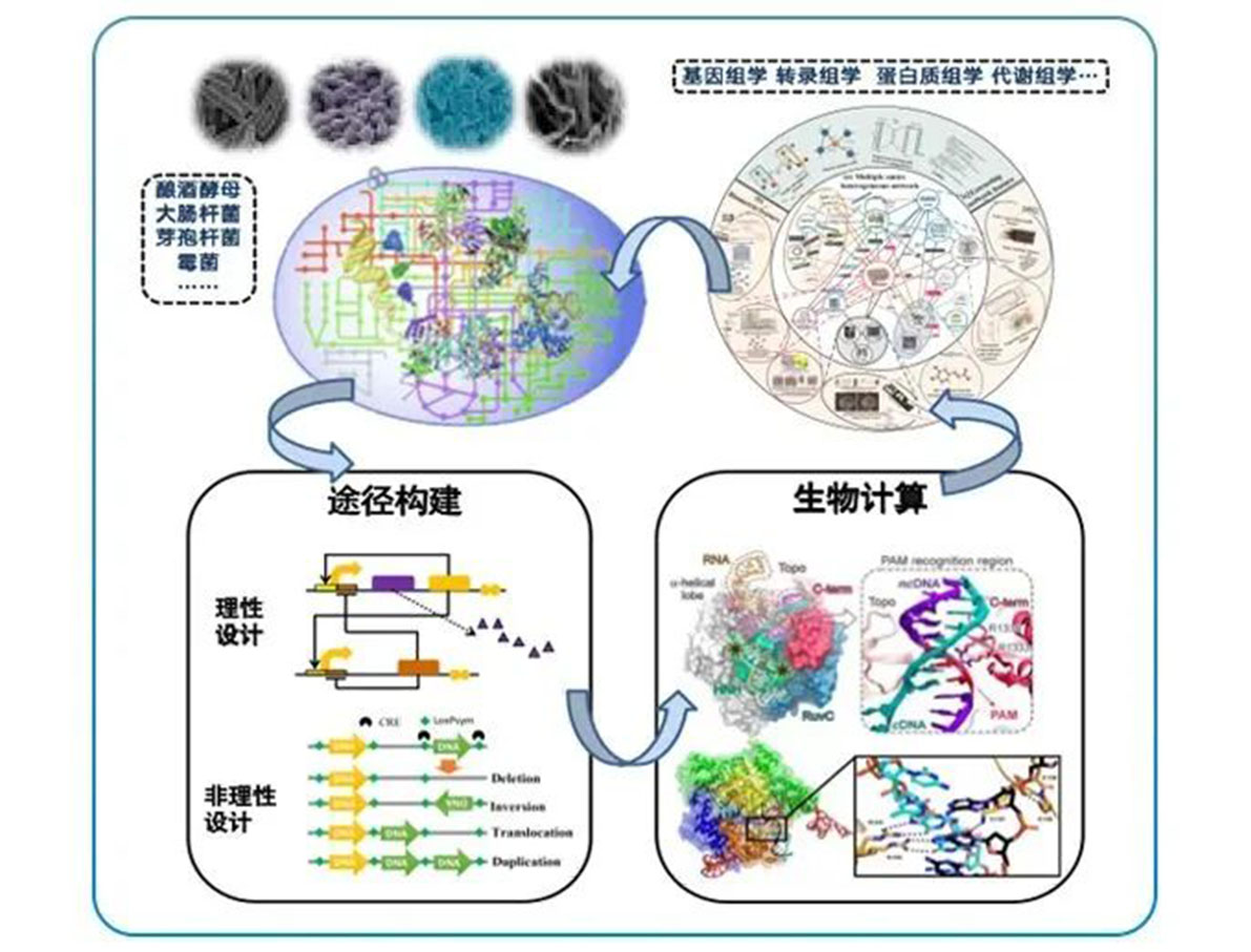 專訪 | 嘉必優(yōu)：立足合成生物學(xué)底層技術(shù) 揚(yáng)帆生物經(jīng)濟(jì)“藍(lán)?！? style=